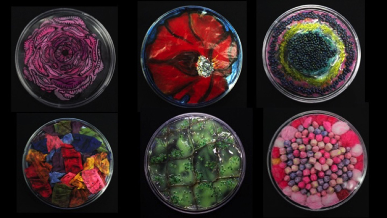 Petri dish artwork