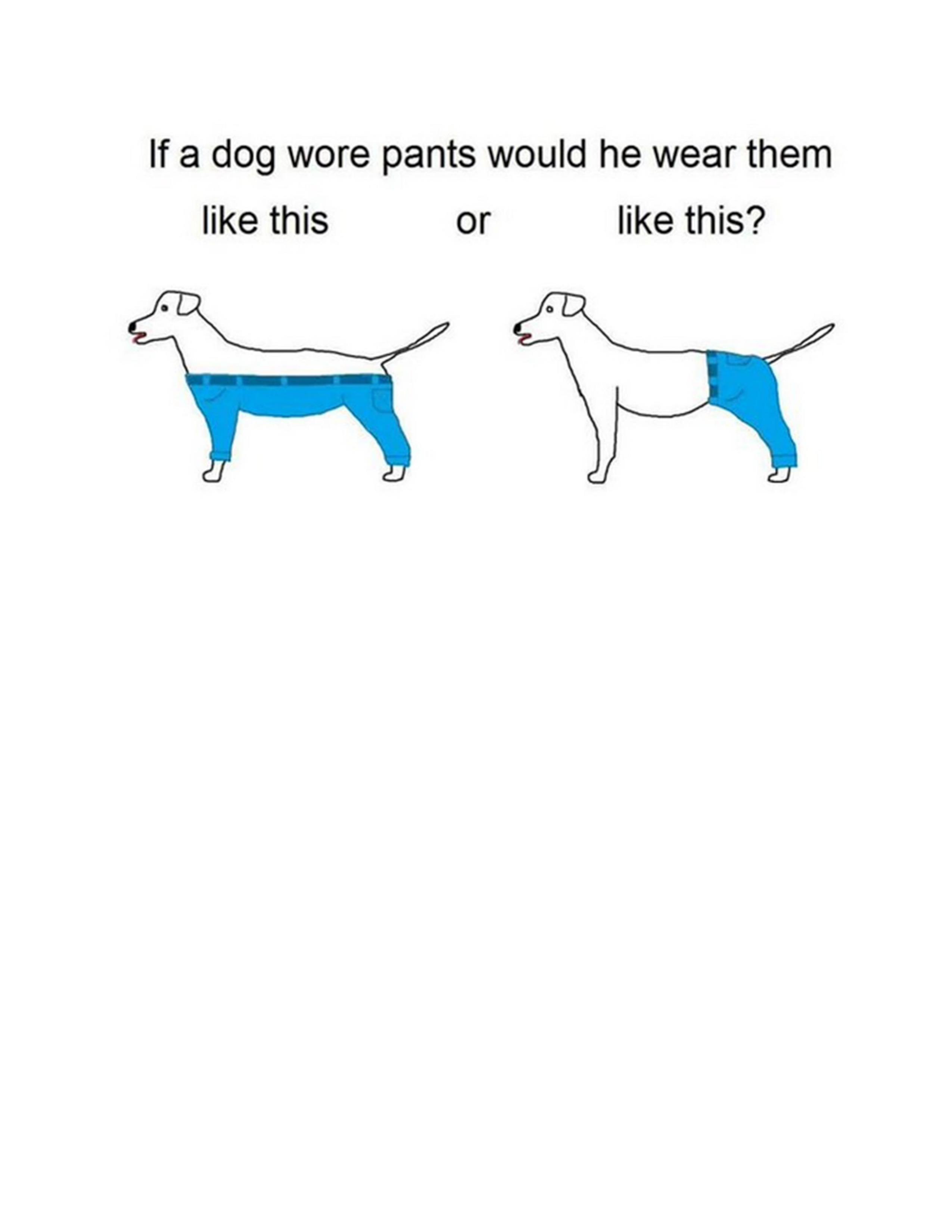 How do dogs wear britches?